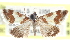 ( - CCDB-28967-B12)  @11 [ ] CreativeCommons - Attribution (2016) CBG Photography Group Centre for Biodiversity Genomics