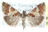  ( - CCDB-28967-C01)  @11 [ ] CreativeCommons - Attribution (2016) CBG Photography Group Centre for Biodiversity Genomics