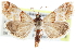  (Odontivalvia - CCDB-28967-C09)  @15 [ ] CreativeCommons - Attribution (2016) CBG Photography Group Centre for Biodiversity Genomics