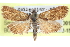  ( - CCDB-28967-D01)  @11 [ ] CreativeCommons - Attribution (2016) CBG Photography Group Centre for Biodiversity Genomics