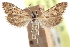 ( - CCDB-28967-D02)  @11 [ ] CreativeCommons - Attribution (2016) CBG Photography Group Centre for Biodiversity Genomics