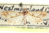  ( - CCDB-28967-D04)  @11 [ ] CreativeCommons - Attribution (2016) CBG Photography Group Centre for Biodiversity Genomics