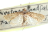 ( - CCDB-28967-D05)  @11 [ ] CreativeCommons - Attribution (2016) CBG Photography Group Centre for Biodiversity Genomics