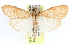  (Saucrobotys inconcinnalis - CCDB-28967-E03)  @13 [ ] CreativeCommons - Attribution (2016) CBG Photography Group Centre for Biodiversity Genomics