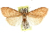  ( - CCDB-28967-E05)  @11 [ ] CreativeCommons - Attribution (2016) CBG Photography Group Centre for Biodiversity Genomics