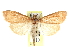  ( - CCDB-28967-E07)  @11 [ ] CreativeCommons - Attribution (2016) CBG Photography Group Centre for Biodiversity Genomics