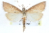  (Sclerocona - CCDB-28967-E12)  @14 [ ] CreativeCommons - Attribution (2016) CBG Photography Group Centre for Biodiversity Genomics