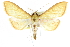  (Epicorsia - CCDB-28967-F01)  @15 [ ] CreativeCommons - Attribution (2016) CBG Photography Group Centre for Biodiversity Genomics