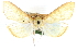  ( - CCDB-28967-F02)  @11 [ ] CreativeCommons - Attribution (2016) CBG Photography Group Centre for Biodiversity Genomics