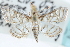  (Pseudopyrausta - CCDB-28967-F08)  @14 [ ] CreativeCommons - Attribution (2016) CBG Photography Group Centre for Biodiversity Genomics