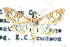  ( - CCDB-28967-F11)  @11 [ ] CreativeCommons - Attribution (2016) CBG Photography Group Centre for Biodiversity Genomics