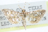  ( - CCDB-28967-G01)  @11 [ ] CreativeCommons - Attribution (2016) CBG Photography Group Centre for Biodiversity Genomics