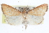  ( - CCDB-28967-G04)  @11 [ ] CreativeCommons - Attribution (2016) CBG Photography Group Centre for Biodiversity Genomics