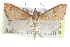  ( - CCDB-28967-G06)  @11 [ ] CreativeCommons - Attribution (2016) CBG Photography Group Centre for Biodiversity Genomics