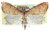  ( - CCDB-28967-G07)  @11 [ ] CreativeCommons - Attribution (2016) CBG Photography Group Centre for Biodiversity Genomics