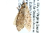  (Crocidophora pustuliferalis - CCDB-28967-H01)  @14 [ ] CreativeCommons - Attribution (2016) CBG Photography Group Centre for Biodiversity Genomics