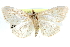  ( - CCDB-28967-H09)  @14 [ ] CreativeCommons - Attribution (2016) CBG Photography Group Centre for Biodiversity Genomics