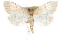  ( - CCDB-28967-H10)  @14 [ ] CreativeCommons - Attribution (2016) CBG Photography Group Centre for Biodiversity Genomics