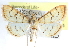  ( - CCDB-28968-A01)  @11 [ ] CreativeCommons - Attribution (2016) CBG Photography Group Centre for Biodiversity Genomics