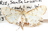 ( - CCDB-28968-A02)  @11 [ ] CreativeCommons - Attribution (2016) CBG Photography Group Centre for Biodiversity Genomics