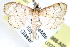  (Anania labeculalis - CCDB-28968-A05)  @14 [ ] CreativeCommons - Attribution (2016) CBG Photography Group Centre for Biodiversity Genomics