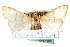  ( - CCDB-28968-B02)  @11 [ ] CreativeCommons - Attribution (2016) CBG Photography Group Centre for Biodiversity Genomics