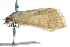  ( - CCDB-28968-B03)  @11 [ ] CreativeCommons - Attribution (2016) CBG Photography Group Centre for Biodiversity Genomics