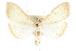  (Hahncappsia mellinialis - CCDB-28968-B07)  @14 [ ] CreativeCommons - Attribution (2016) CBG Photography Group Centre for Biodiversity Genomics