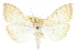  ( - CCDB-28968-B08)  @11 [ ] CreativeCommons - Attribution (2016) CBG Photography Group Centre for Biodiversity Genomics