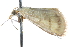  (Hahncappsia jaralis - CCDB-28968-B12)  @11 [ ] CreativeCommons - Attribution (2016) CBG Photography Group Centre for Biodiversity Genomics