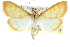  (Neohelvibotys - CCDB-28968-C06)  @15 [ ] CreativeCommons - Attribution (2016) CBG Photography Group Centre for Biodiversity Genomics