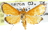  (Helvibotys - CCDB-28968-C11)  @15 [ ] CreativeCommons - Attribution (2016) CBG Photography Group Centre for Biodiversity Genomics