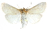  ( - CCDB-28968-D08)  @11 [ ] CreativeCommons - Attribution (2016) CBG Photography Group Centre for Biodiversity Genomics