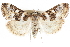  ( - CCDB-28968-E07)  @11 [ ] CreativeCommons - Attribution (2016) CBG Photography Group Centre for Biodiversity Genomics
