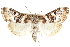 ( - CCDB-28968-E08)  @11 [ ] CreativeCommons - Attribution (2016) CBG Photography Group Centre for Biodiversity Genomics