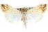  ( - CCDB-28968-F08)  @11 [ ] CreativeCommons - Attribution (2016) CBG Photography Group Centre for Biodiversity Genomics