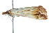  ( - CCDB-28968-F09)  @12 [ ] CreativeCommons - Attribution (2016) CBG Photography Group Centre for Biodiversity Genomics