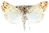  (Loxostege egregialis - CCDB-28968-F10)  @15 [ ] CreativeCommons - Attribution (2016) CBG Photography Group Centre for Biodiversity Genomics