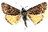  ( - CCDB-28968-G01)  @11 [ ] CreativeCommons - Attribution (2016) CBG Photography Group Centre for Biodiversity Genomics