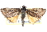  ( - CCDB-28968-G02)  @11 [ ] CreativeCommons - Attribution (2016) CBG Photography Group Centre for Biodiversity Genomics