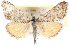  (Loxostege annaphilalis - CCDB-28968-G03)  @11 [ ] CreativeCommons - Attribution (2016) CBG Photography Group Centre for Biodiversity Genomics