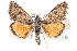  (Loxostege immerens - CCDB-28968-G04)  @14 [ ] CreativeCommons - Attribution (2016) CBG Photography Group Centre for Biodiversity Genomics