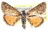  ( - CCDB-28968-G06)  @11 [ ] CreativeCommons - Attribution (2016) CBG Photography Group Centre for Biodiversity Genomics
