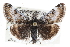  ( - CCDB-28968-G07)  @15 [ ] CreativeCommons - Attribution (2016) CBG Photography Group Centre for Biodiversity Genomics