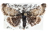  (Loxostege quaestoralis - CCDB-28968-G08)  @15 [ ] CreativeCommons - Attribution (2016) CBG Photography Group Centre for Biodiversity Genomics
