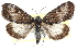  (Loxostege rainierensis - CCDB-28968-H02)  @14 [ ] CreativeCommons - Attribution (2016) CBG Photography Group Centre for Biodiversity Genomics