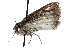  ( - CCDB-28968-H04)  @11 [ ] CreativeCommons - Attribution (2016) CBG Photography Group Centre for Biodiversity Genomics
