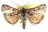  ( - CCDB-28968-H06)  @11 [ ] CreativeCommons - Attribution (2016) CBG Photography Group Centre for Biodiversity Genomics