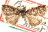  ( - CCDB-28968-H07)  @11 [ ] CreativeCommons - Attribution (2016) CBG Photography Group Centre for Biodiversity Genomics