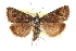 ( - CCDB-28968-H09)  @11 [ ] CreativeCommons - Attribution (2016) CBG Photography Group Centre for Biodiversity Genomics